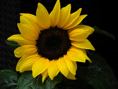Sun flower, kwiat, Słońce, kwiat, Bloom, Natura, Latem