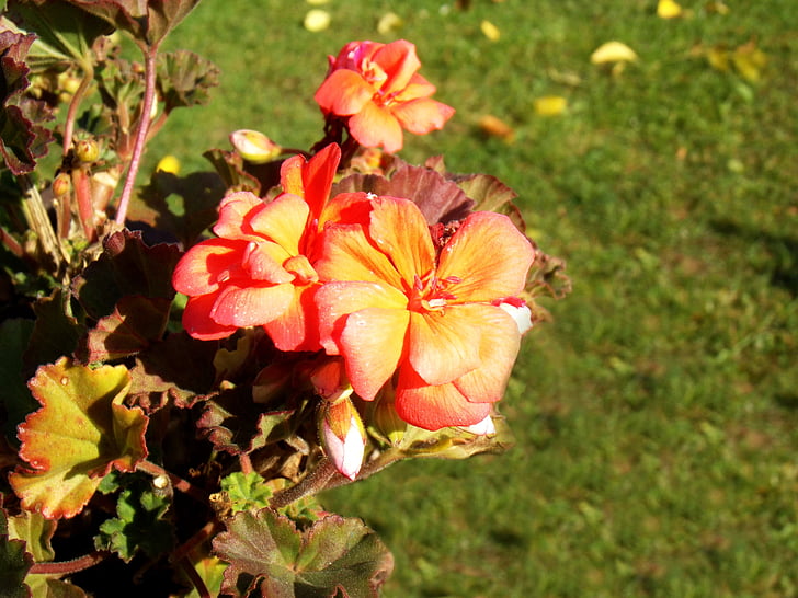 flower, nature, plant, red, plants