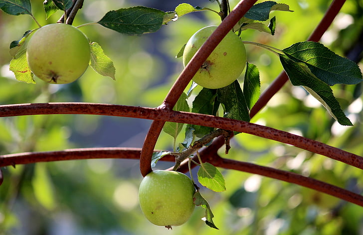 Apple, frugter, æbletræ, steg arch, metal, afhænger af, vokse