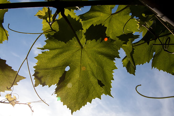 weinbaetter, виноградарство, обвивають з якими, Грін, світло назад, листя, жовто-зеленого