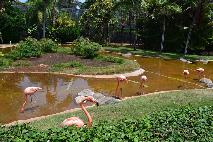 Flamingo, pasăre, gradina zoologica, pong, faună