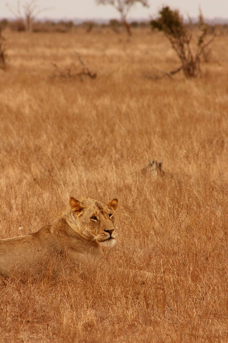 Leone, animale, famiglia, selvaggio, mammifero, Safari, Africa