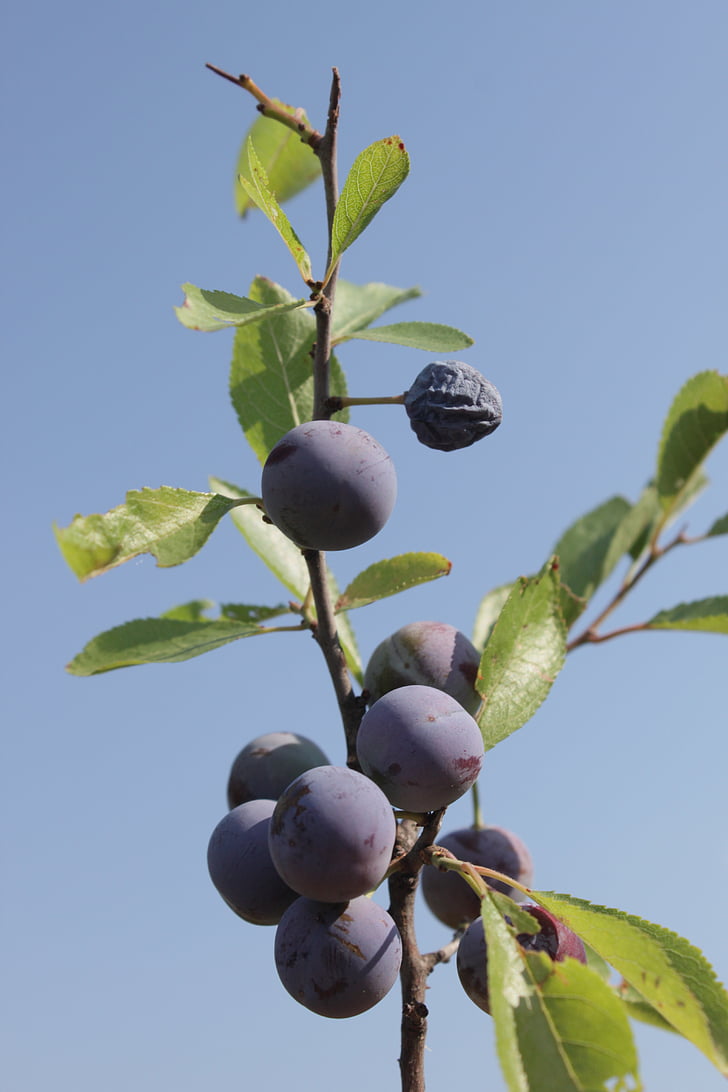 Beeren, Blackthorn, Blau, Heidelbeeren, Mädchen, Prunus, reif