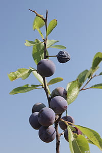 Berry, semak berduri, biru, Blueberry, Gadis, Prunus, matang