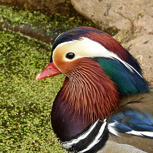 mandarin mandarin, drake, cute, vrubozobí, an ornamental duck, an ornamental bird, aix galericulata