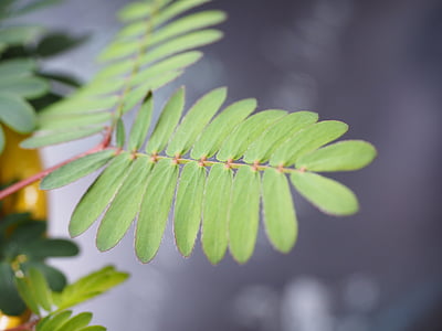 list, listićima u obliku pera, Mimoza, Mimosa pudica, stidljiv osjetljiva biljka, osjetljiva biljka, polu grm