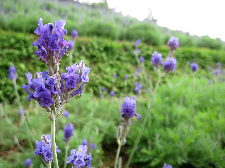 lavendel, plant, Hillside, paars, natuur, bloem, zomer