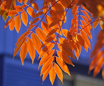 yellow leaves, autumnal leaves, red, huang, green, orange, branch