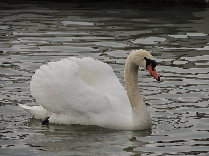 swan, white, bird, water, lake, animal, wildlife