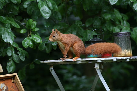 squirrel, forest, nature, rodents, tree, animal, wildlife