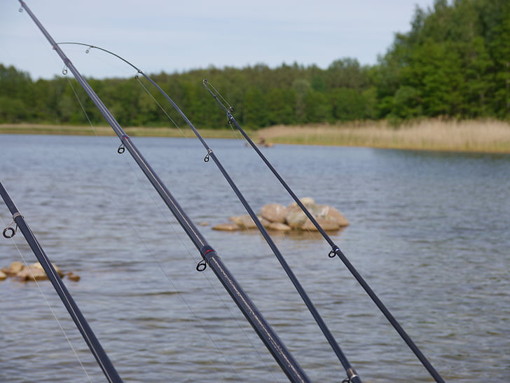 fish, fishing rods, boat, water, lagoon, lake, angler