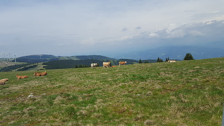 vacas, Alm, natureza, pasto, gado, pastar, Prado alpino