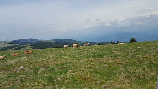sapi, Alm, alam, padang rumput, ternak, merumput, padang rumput Alpine