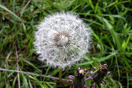 dandelion, close, seeds, pointed flower, faded, nature