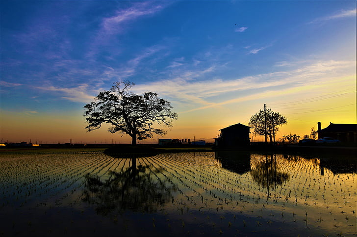 landsbygdens, solnedgång, trä, på kvällen, siluett, landskap, Republiken korea