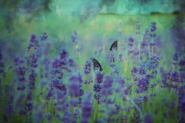 tekstur, latar belakang, Lavender, bidang Lavender, bunga lavender, ungu, musim panas