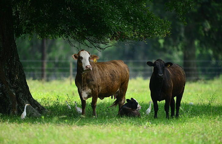 hovädzí dobytok, poľnohospodárstvo, vidieka, farma, Ranch, hospodárskych zvierat, tráva