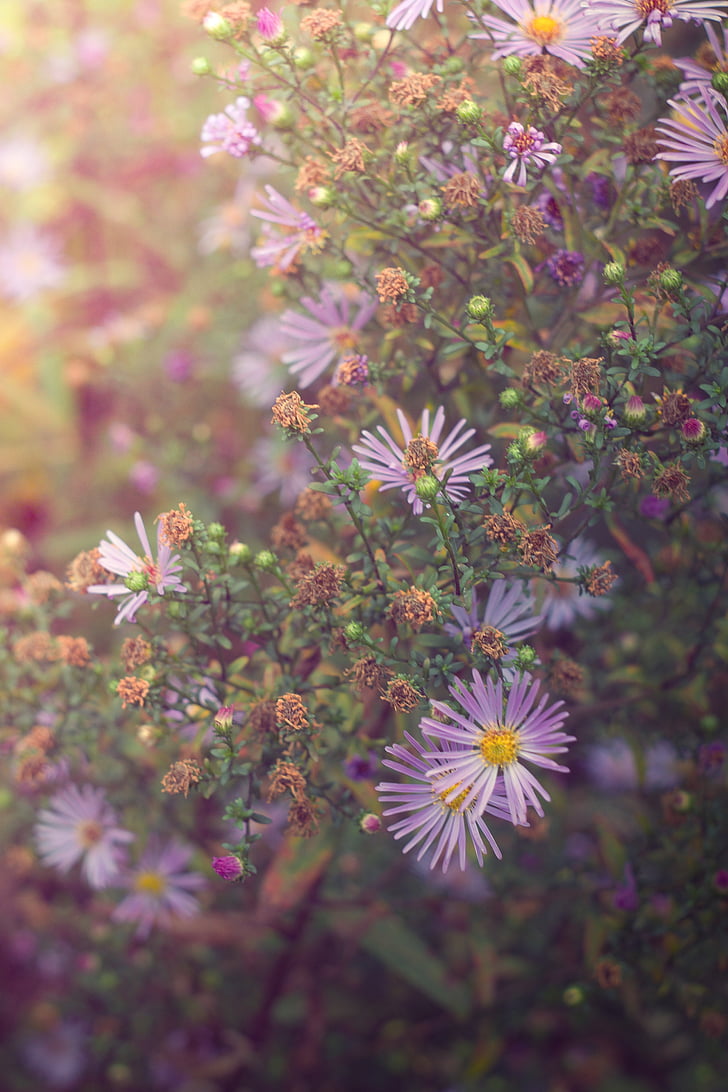 flowers, summer, nature
