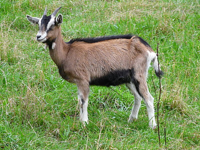 goat, young animal, horns, domestic goat, capra aegagrus hircus, pet, aalstrich