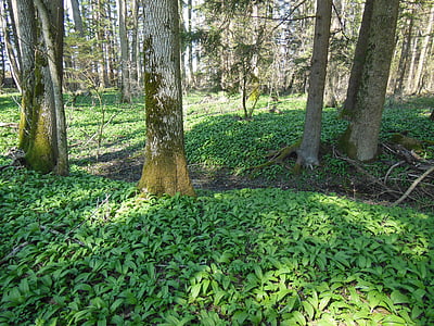 Bärlauch, Wald, Holz-Knoblauch, Gemüsepflanze, Bayern, Oberbayern, Zigeuner-Frühling