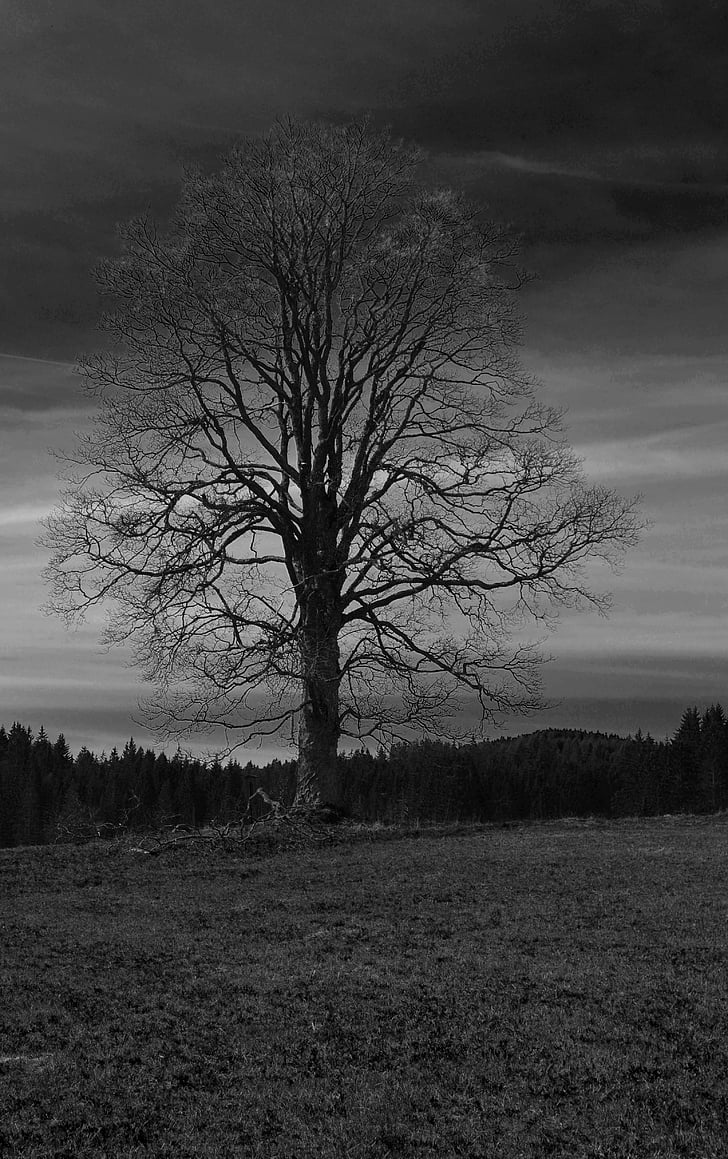 tree, black and white, landscape
