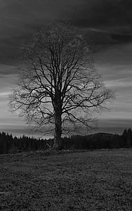 albero, bianco e nero, paesaggio