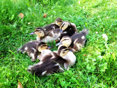 ducks, ducklings, animals, babies, bird, nature, farm