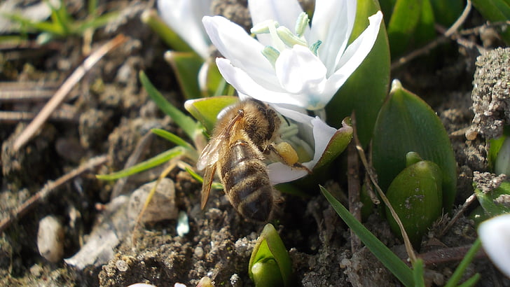 σκιλοκρόμμυδο, λευκό λουλούδι, μέλισσα, νέκταρ που συλλέγονται, άνοιξη