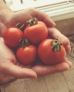 Záhrada, ruky, červená, paradajka, zdravé stravovanie, jedlo a pitie, rastlinné