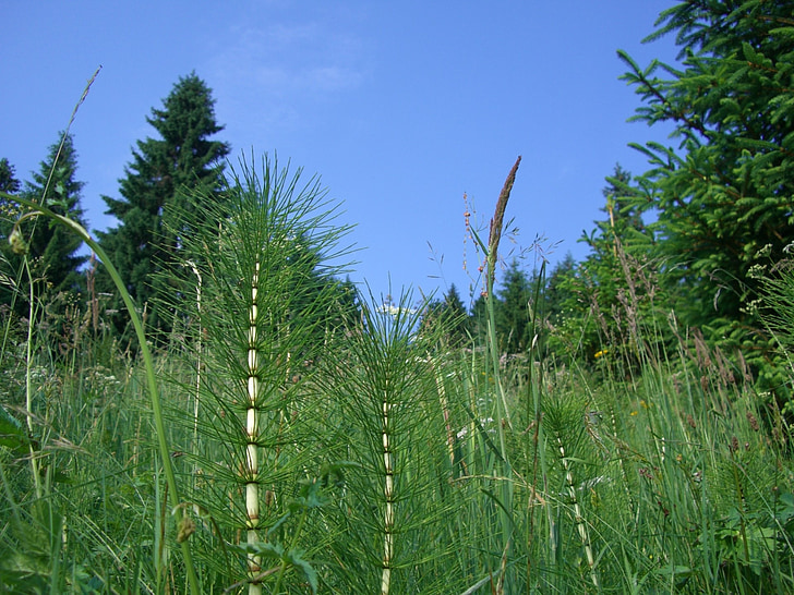 horsetail, grasses, fir, sky blue