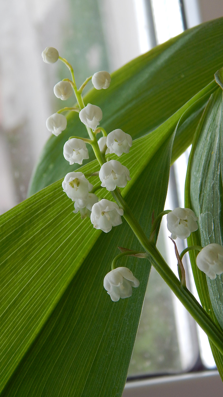 lily of the valley, white flowers, spring, flower, bloom, beautiful, macro photography