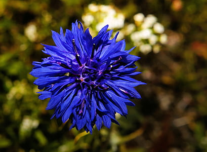 คอร์นฟลาวเวอร์, ดอก, บาน, สีฟ้า, สวนดอกไม้, ธรรมชาติ, หวังว่า