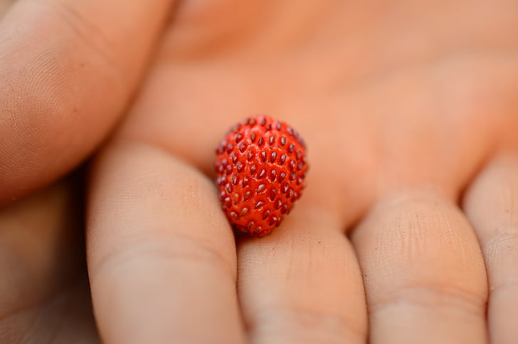 Wild strawberry, roka, vasaras, ogas, sarkana, dārza, cilvēka ķermeņa daļa