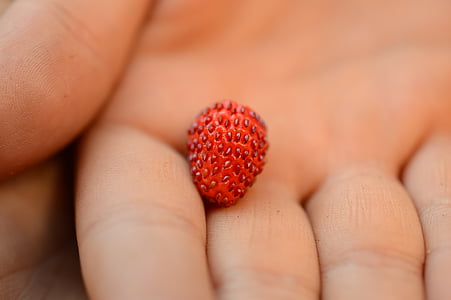 Skovjordbær, hånd, sommer, bær, rød, haven, menneskelige kropsdel