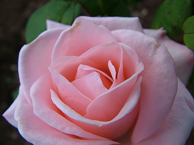 цветок, Роза, Природа