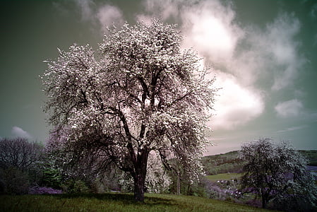 Cherry, floare, în timpul zilei, cer, copac, culoare, natura