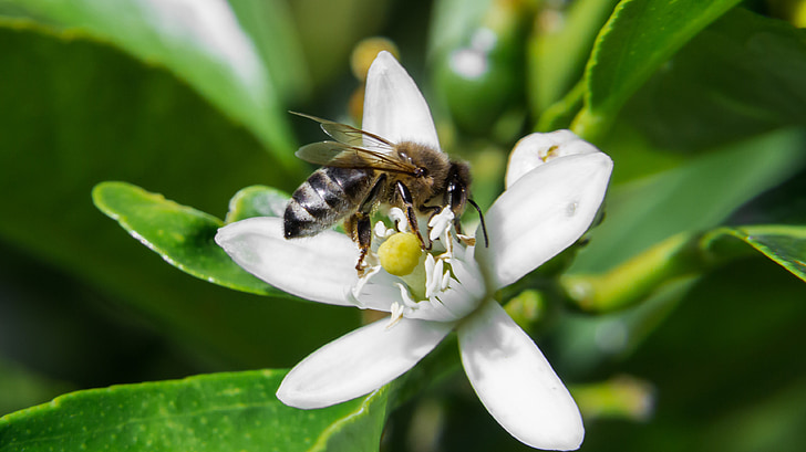 abeja de macro, flor, Melbourne
