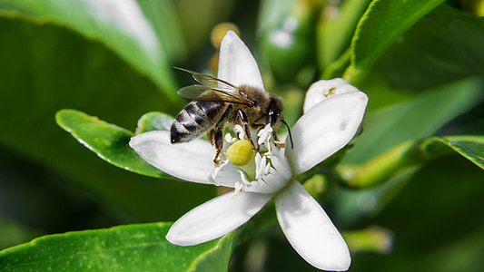 Pszczoła makro, kwiat, Melbourne