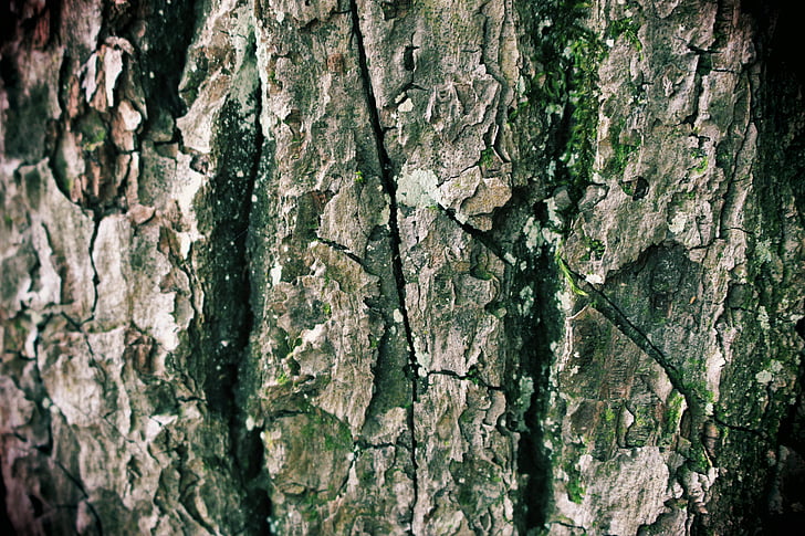 tree bark, tree, forest, structure