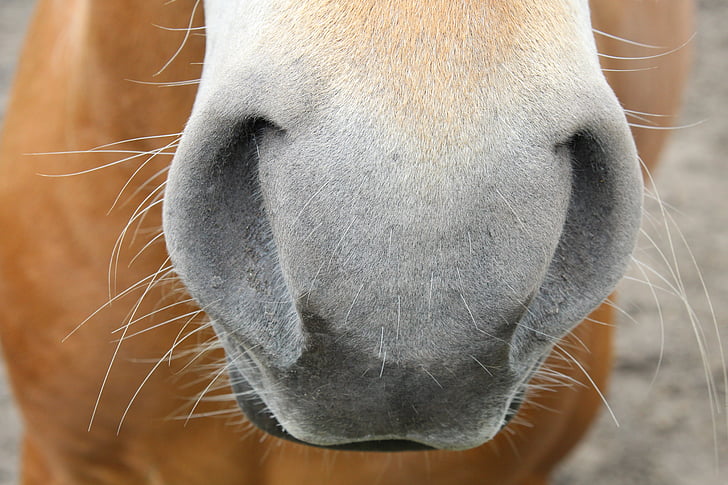 Koń, nozdrza, nos, Haflinger, Zamknij, głowa konia, jedno zwierzę