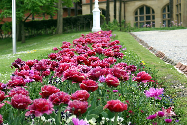 Tuin, bloemen, lente, natuur
