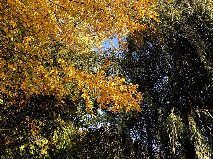 Herbstlaub, bunte, Goldener Herbst, entstehen, gelb, hell, Blätter fallen