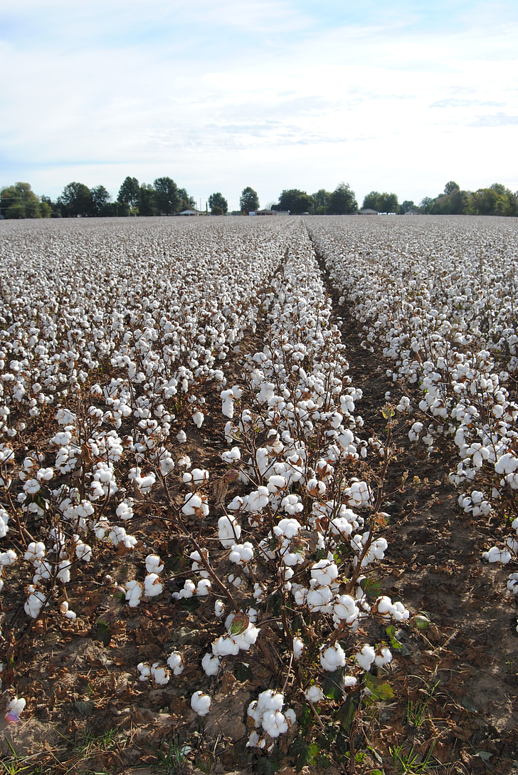 cotton, field, agriculture, harvest, crop, missouri, fall