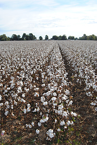 Bavlna, pole, zemědělství, sklizeň, Oříznout, Missouri, na podzim