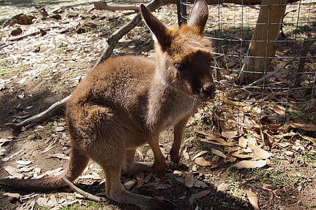 Cangur, Ualabi, animal, marsupial, herbívor, Parc australià, Ualabi de Bennett