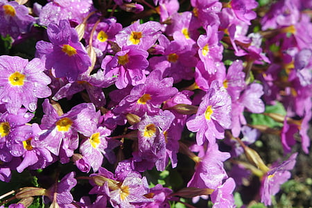 primavera, flores, Primrose, jardín, naturaleza, planta, púrpura