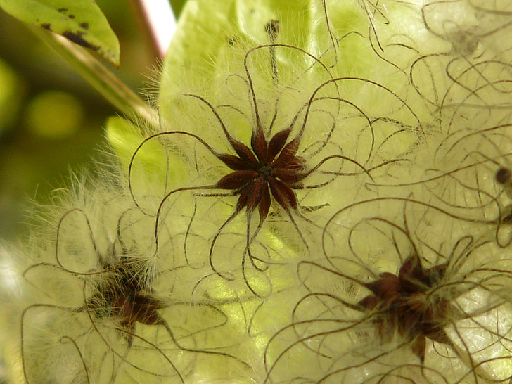 clematis vitalba, fruits, white, woolly, clematis, real clematis, common clematis