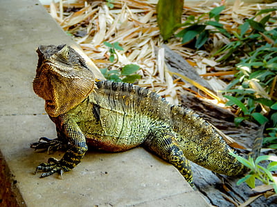ящерица, водяного дракона, Австралия, Рептилия, Дикая природа, животное, Грин