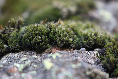 moss, nature, macro, rock, fluffy