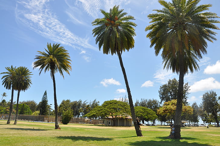 Hawaii, Diamond head, ağaç, palmiye ağacı, doğa, açık havada